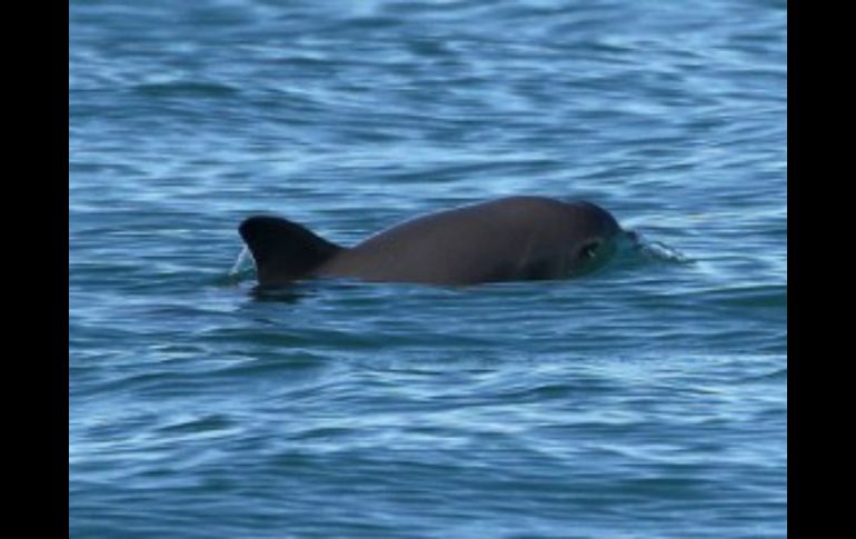 Científicos documentaron ya avistamiento de vaquitas en la zona. ESPECIAL / Presidencia de la República