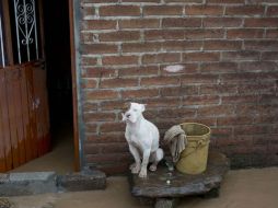 La mujer de 63 años podría enfrentar cuatro años de cárcel por la muerte de los perros en el Parque México. AP / ARCHIVO