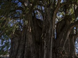 Explican que antiguos pobladores usaron el tronco de un arbol como una pared similar a la de un bungalow moderno. EL INFORMADOR / ARCHIVO