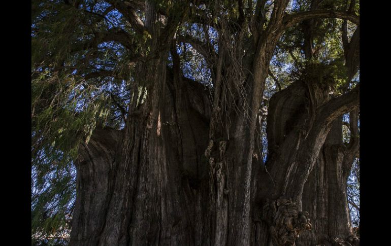 Explican que antiguos pobladores usaron el tronco de un arbol como una pared similar a la de un bungalow moderno. EL INFORMADOR / ARCHIVO