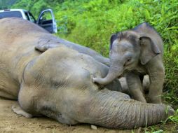 Algunos de los animales fallecidos en el parque de Hwange, eran tan jóvenes que aún no tenían colmillos. EFE / ARCHIVO