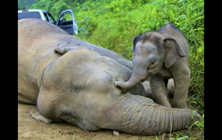 Algunos de los animales fallecidos en el parque de Hwange, eran tan jóvenes que aún no tenían colmillos. EFE / ARCHIVO