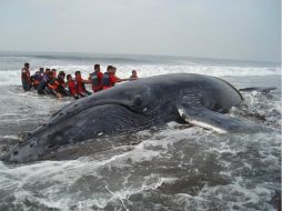 Expertos se muestran preocupados porque las redes están trabadas en la boca de la ballena y, por lo tanto, el animal no puede comer. SUN / ARCHIVO