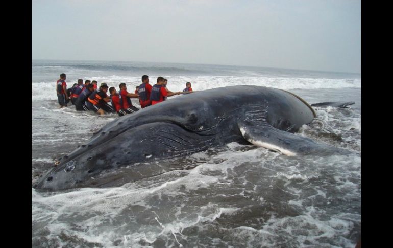 Expertos se muestran preocupados porque las redes están trabadas en la boca de la ballena y, por lo tanto, el animal no puede comer. SUN / ARCHIVO