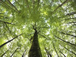 Experto indica que a pesar de verse sano, seguirán estudiando el cambio en el ''Tejo''. EFE / ARCHIVO