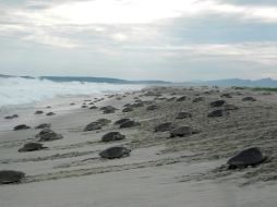 Con los campamentos tortugueros pudieron liberar aproximadamente a un millón 500 mil tortugas. NTX / ARCHIVO