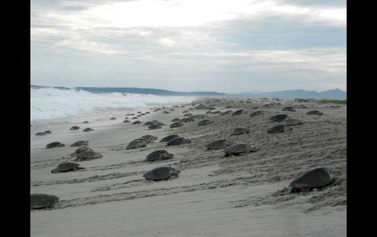 Con los campamentos tortugueros pudieron liberar aproximadamente a un millón 500 mil tortugas. NTX / ARCHIVO