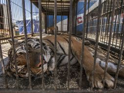 El lugar donde vivía el tigre ya había sido amonestado por no acreditar la legal procedencia de las especies que ahí residen. EL INFORMADOR / A. Hernández