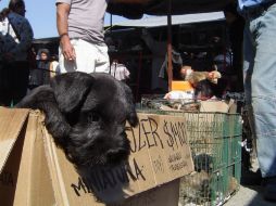 Este domingo se llevó a cabo un operativo en el tianguis de El Baratillo, donde los inspectores retiraron a comerciantes de mascotas. EL INFORMADOR / ARCHIVO