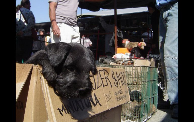 Este domingo se llevó a cabo un operativo en el tianguis de El Baratillo, donde los inspectores retiraron a comerciantes de mascotas. EL INFORMADOR / ARCHIVO