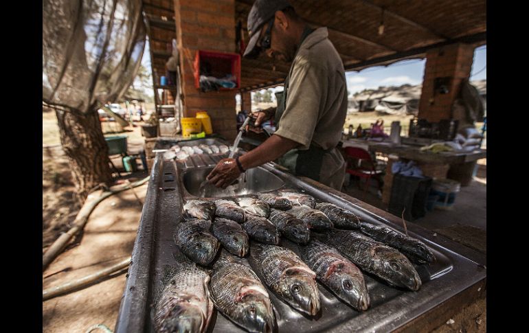 El estado de Jalisco es el líder nacional en la producción de tilapia. EL INFORMADOR / ARCHIVO