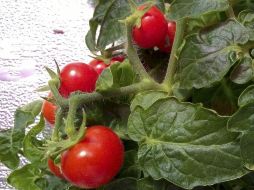 En un huerto de cultivos hidropónicos, los tomates han sido seleccionados para un proyecto financiado por la Agencia Espacial Italiana. EFE /