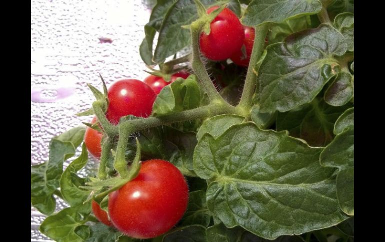 En un huerto de cultivos hidropónicos, los tomates han sido seleccionados para un proyecto financiado por la Agencia Espacial Italiana. EFE /