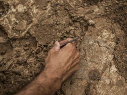 Las nuevas tecnologías permiten reconstruir el pasado y descubrir que los huesos y dientes pertenecen a un reptil pequeño. EL INFORMADOR / ARCHIVO