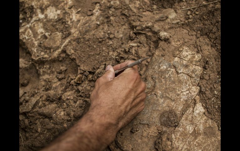 Las nuevas tecnologías permiten reconstruir el pasado y descubrir que los huesos y dientes pertenecen a un reptil pequeño. EL INFORMADOR / ARCHIVO