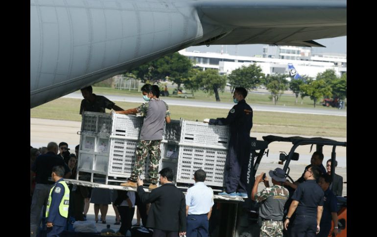 Indonesia envia un avión de la Fuerza Aérea para trasladar a los simios, cada uno en una jaula de metal, en un vuelo de cinco horas. EFE / N. Sangnak