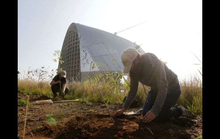 Entre los pincipales beneficios destaca la captura de carbono, el cuidado del agua y la restauración del bosque. EL INFORMADOR / ARCHIVO