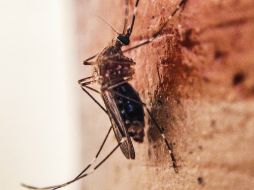 El virus presenta síntomas similares al dengue y el chikunguña, tales como dolores musculares y en las articulaciones. EL INFORMADOR / ARCHIVO