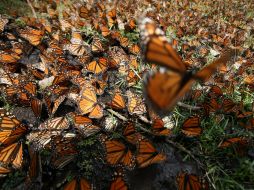 Se monitorea la población de mariposas desde que entran por el norte del país desde los EU. NTX / ARCHIVO