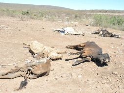 Los cambios climáticos significan una amenaza para la industria lechera, la cría de ganado y aves en municipios alteños. EFE / ARCHIVO