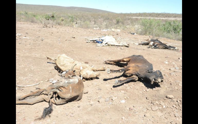 Los cambios climáticos significan una amenaza para la industria lechera, la cría de ganado y aves en municipios alteños. EFE / ARCHIVO