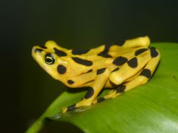 Señalan la importancia que hay del avance para la conservación de los anfibios de todo el mundo. EFE / ARCHIVO