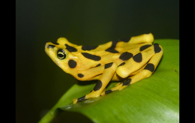 Señalan la importancia que hay del avance para la conservación de los anfibios de todo el mundo. EFE / ARCHIVO