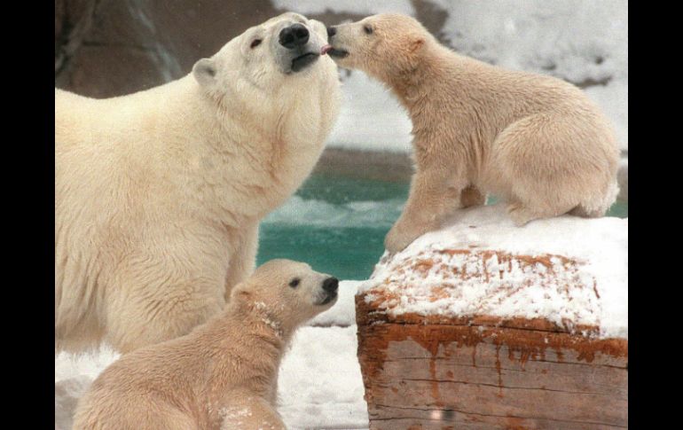 Los osos polares no sólo enfrentan el deshielo, sino la contaminación y los cambios provocados por el hombre en su hábitat. AP / ARCHIVO