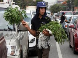 La moringa favorece la circulación, mejora la digestión, evita la colitis, reduce el hambre y la desnutrición. EFE / ARCHIVO