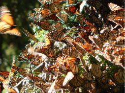 La Reserva de la Biosfera Mariposa Monarca abrirá los santuarios en el estado de México y Michoacán. TWITTER / @CONANP_mx