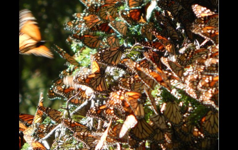 La Reserva de la Biosfera Mariposa Monarca abrirá los santuarios en el estado de México y Michoacán. TWITTER / @CONANP_mx