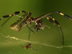 El ADN en la telaraña parece ser una herramienta prometedora con amplias aplicaciones. EFE / ARCHIVO