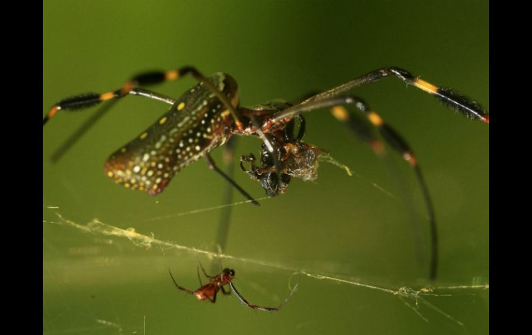 El ADN en la telaraña parece ser una herramienta prometedora con amplias aplicaciones. EFE / ARCHIVO