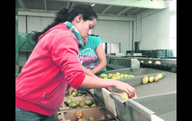 Los operarios son quienes menos ingresos obtienen ya que laboran en la pizca en el campo, con más de mil pesos por semana. NTX /