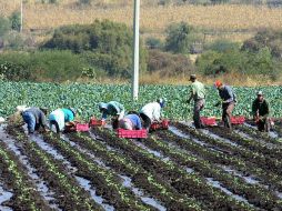 Según la FAO, alrededor del 70 por ciento de todo el agua dulce consumida en el mundo se destina a la agricultura. EL INFORMADOR / ARCHIVO