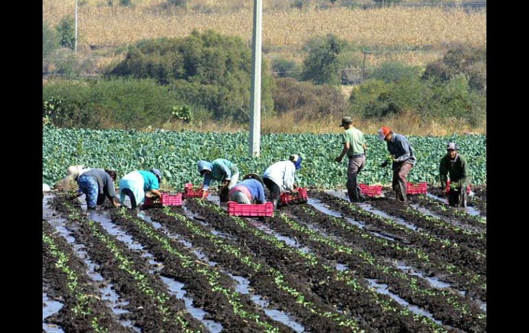 Según la FAO, alrededor del 70 por ciento de todo el agua dulce consumida en el mundo se destina a la agricultura. EL INFORMADOR / ARCHIVO