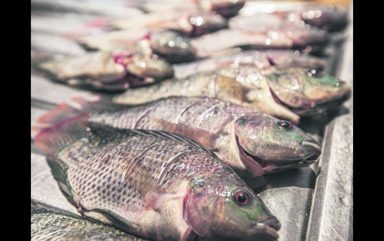 Progreso. La producción de tilapia se ha incrementado en los últimos años en el Estado. EL INFORMADOR / R. Tamayo