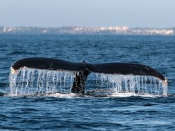 El apareamiento entre ballenas es un ritual: el macho ''lleva serenata'' y es ella quien decide cuál candidato es el elegido. NTX / ARCHIVO