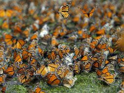 La mariposa es reconocida por su fenomenal migración, ya que se trata de la más larga y númerosa de insectos. EL INFORMADOR / ARCHIVO