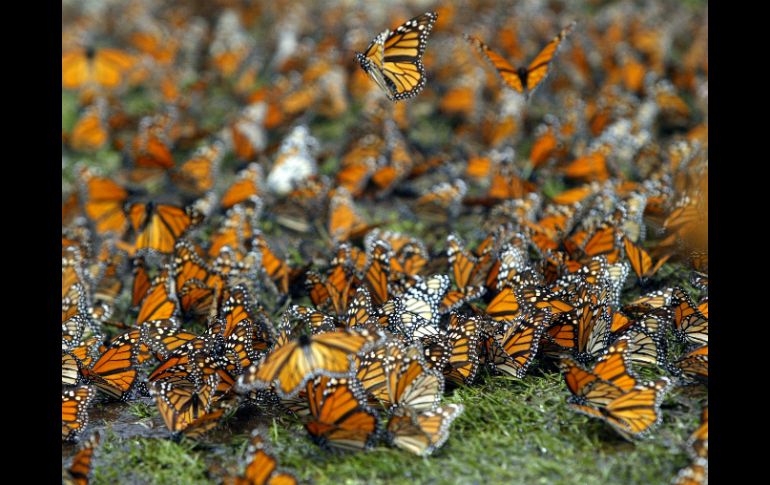 La mariposa es reconocida por su fenomenal migración, ya que se trata de la más larga y númerosa de insectos. EL INFORMADOR / ARCHIVO