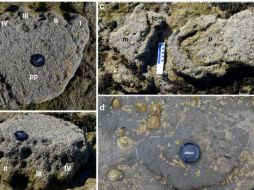 El rastro de estos animales fue impreso en unas rocas que en algún momento formaron el fondo de una laguna de agua salada. TWITTER / @geolsoc