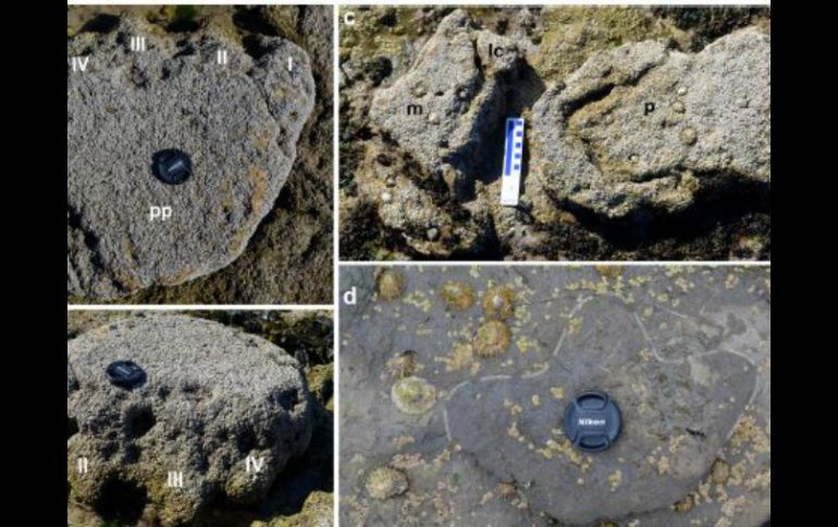 El rastro de estos animales fue impreso en unas rocas que en algún momento formaron el fondo de una laguna de agua salada. TWITTER / @geolsoc