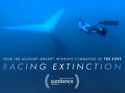 El documental se estrena este miércoles a las 21:00 horas en más de 220 países. TWITTER / @RacingXtinction