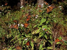 Con la implementación del novedoso sistema buscan recuperar el hábitat de la mariposa monarca. NTX / ARCHIVO