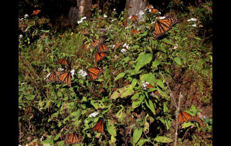 Con la implementación del novedoso sistema buscan recuperar el hábitat de la mariposa monarca. NTX / ARCHIVO