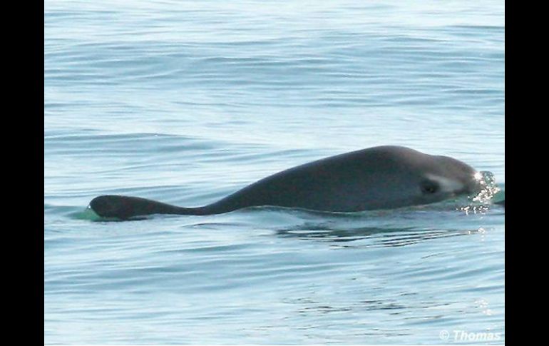 La vaquita marina es una especie de interés prioritario en su cuidado y conservación. FACEBOOK / ¡Viva Vaquita!