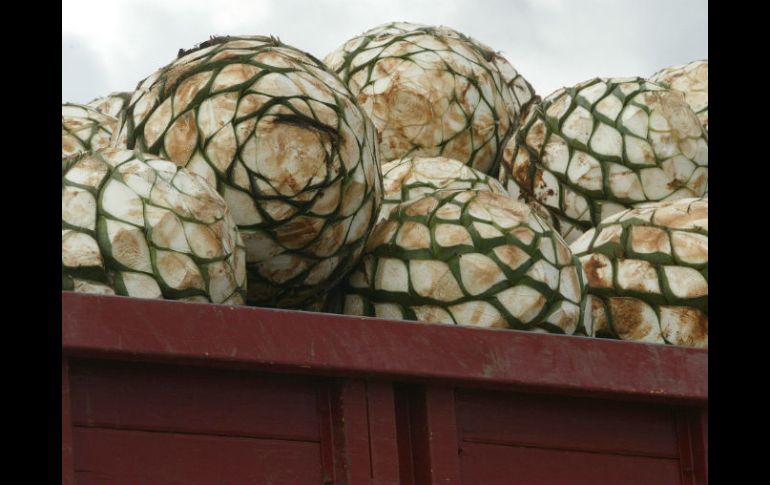 Aseguran que el proceso de obtención de fibras del agave es bastante económico. EL INFORMADOR / ARCHIVO