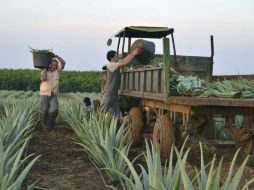 En el 2014, las exportaciones agroalimentarias de México a China, alcanzaron alrededor de 146 millones de dólares. EFE / ARCHIVO