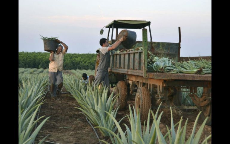 En el 2014, las exportaciones agroalimentarias de México a China, alcanzaron alrededor de 146 millones de dólares. EFE / ARCHIVO