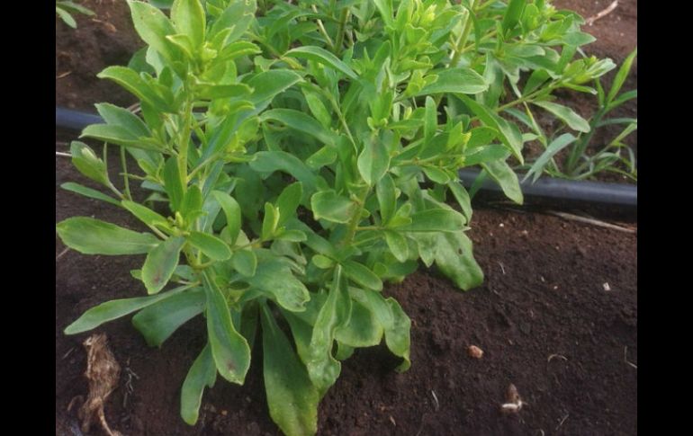 Cuando las lombrices digieren la hojarasca y la fraccionan, hacen que el suelo sea mineralizado y se enriquezca a favor de las plantas. NTX / ARCHIVO